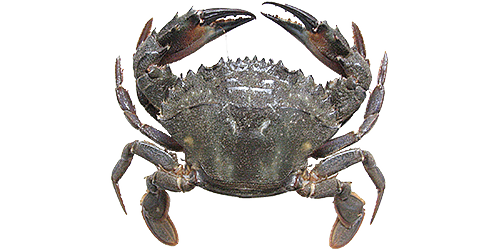 soft-shell crab
